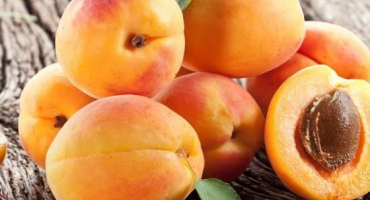 Jak správně zmrazit meruňky na zimu čerstvé v lednici a je to možné